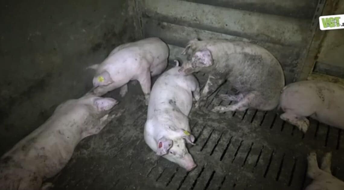 Mehrere Schweine sitzen beim Zulieferer von Berger Schinken in einem verschmutzen Stall.