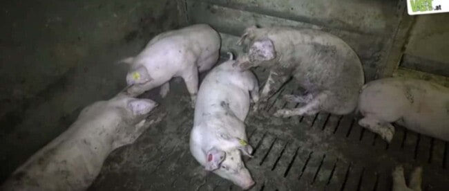 Mehrere Schweine sitzen beim Zulieferer von Berger Schinken in einem verschmutzen Stall.